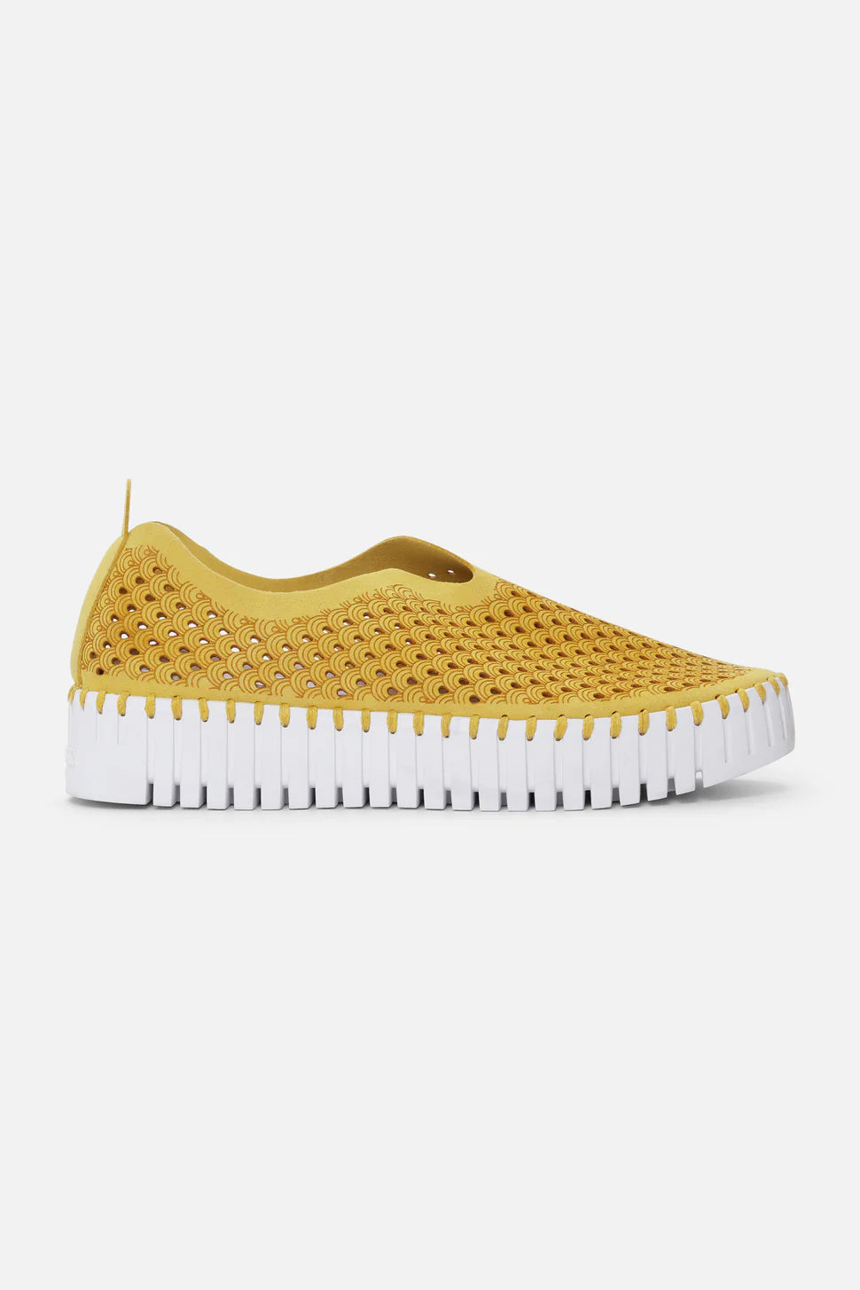 GOLDEN ROD TULIP FLATS