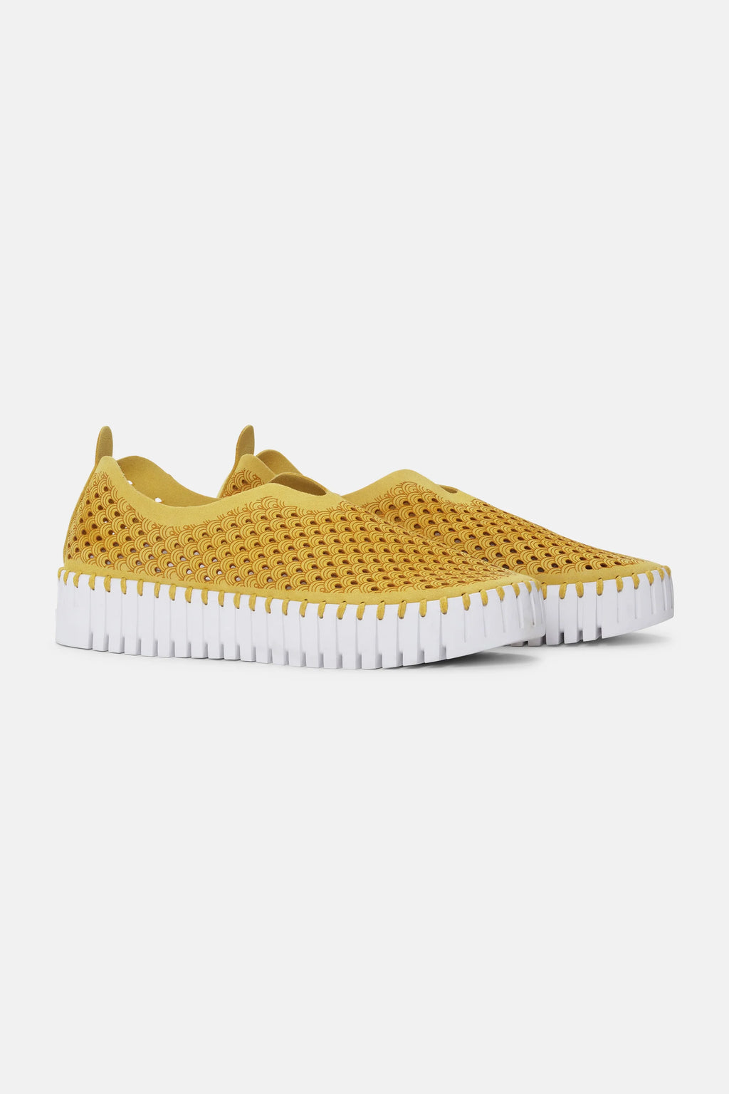 GOLDEN ROD TULIP FLATS